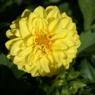 15 Seeds Dahlia- Opera- Yellow