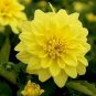 15 Seeds Dahlia- Opera- Yellow