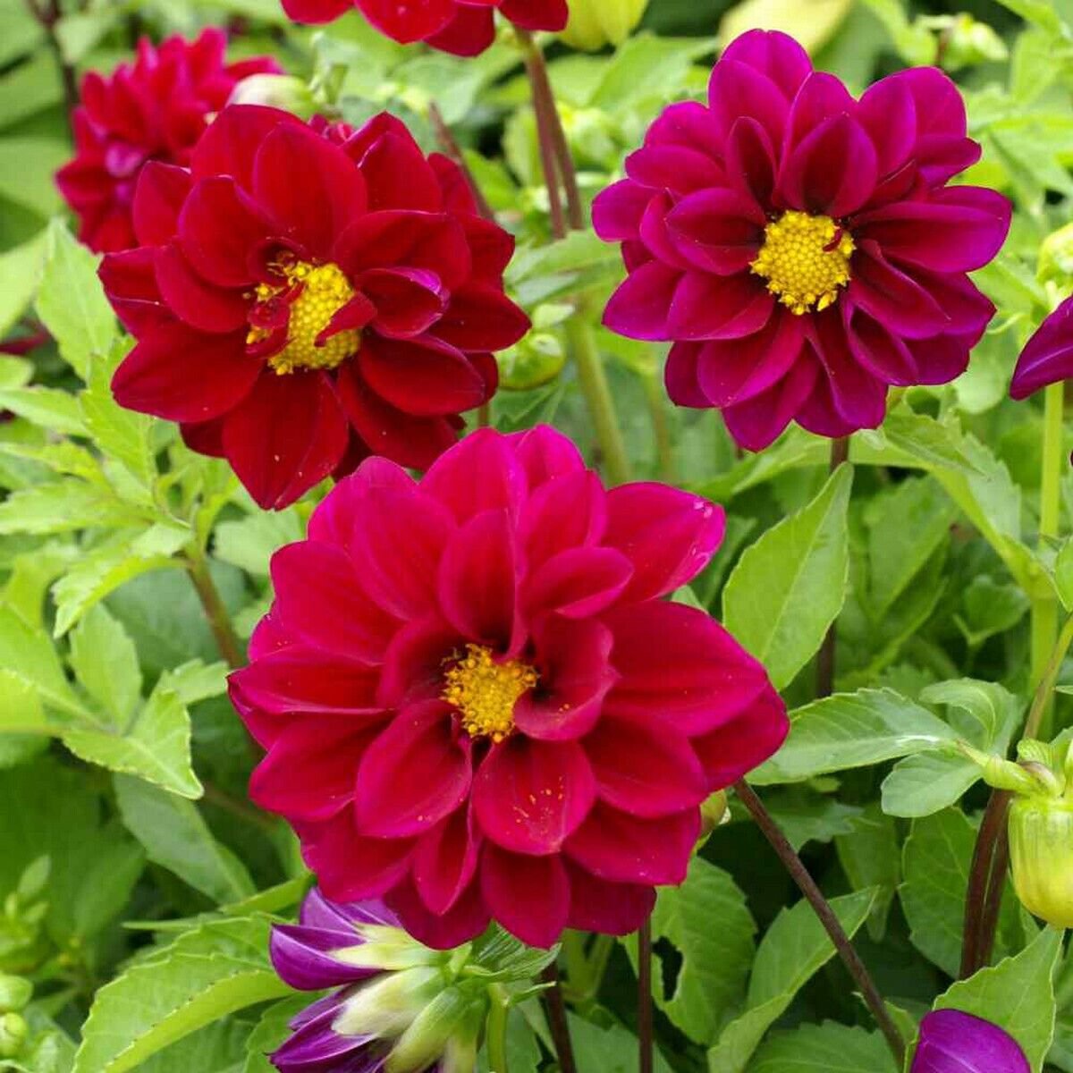 15 Seeds Dahlia- Opera- Violet