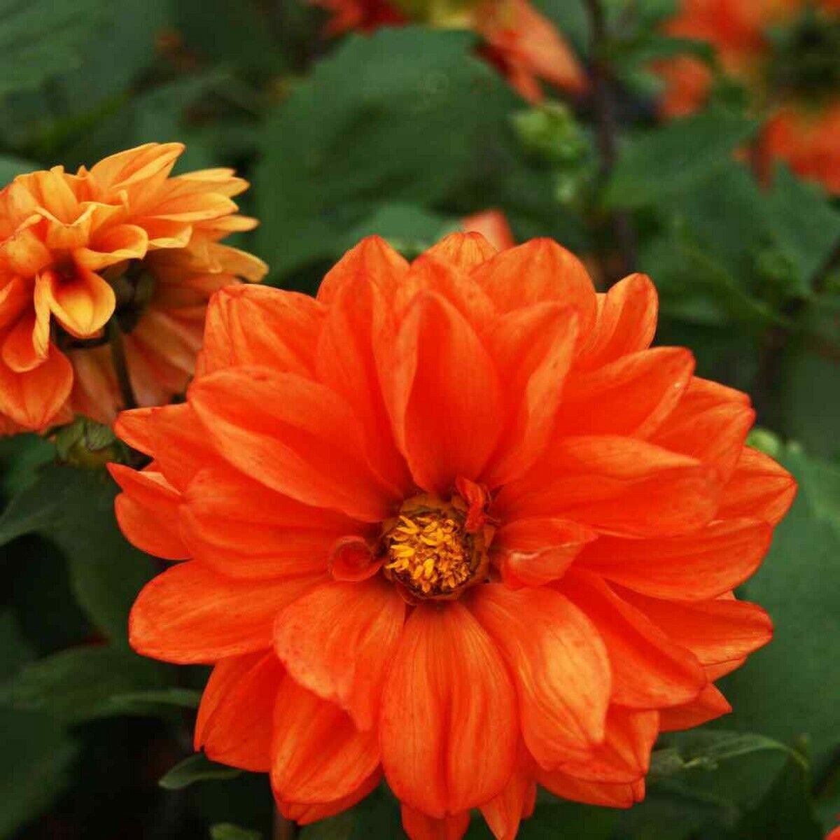 15 Seeds Dahlia- Opera- Orange