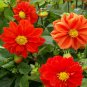 15 Seeds Dahlia- Opera- Orange