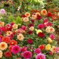15 Seeds Dahlia- Opera Mix