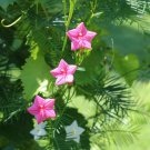 10 Seeds Cypress Vine- Rose