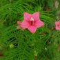 10 Seeds Cypress Vine- Rose