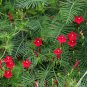 10 Seeds Cypress Vine- Red