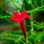 10 Seeds Cypress Vine- Red