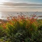 10 Seeds Crocosmia