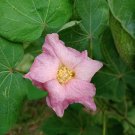 10 Seeds Cotton-Levant-Gossypium Herbaceum