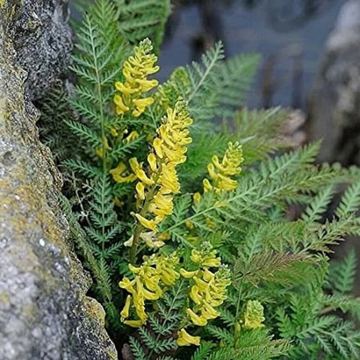 10 Seeds Corydalis