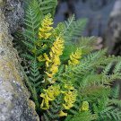 10 Seeds Corydalis