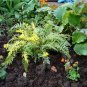 10 Seeds Corydalis