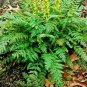 10 Seeds Corydalis