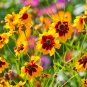 200 Seeds Coreopsis- Plains