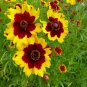 200 Seeds Coreopsis- Plains