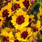 200 Seeds Coreopsis- Plains