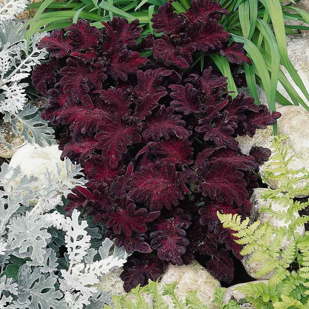 15 Seeds Coleus- Black Dragon
