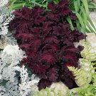 15 Seeds Coleus- Black Dragon
