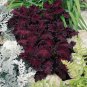 15 Seeds Coleus- Black Dragon