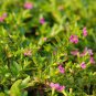 15 Seeds Cigar Plant- Cuphea Ignea- Rose