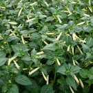 15 Seeds Cigar Plant- Cuphea Ignea-White