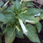 15 Seeds Cigar Plant- Cuphea Ignea-White