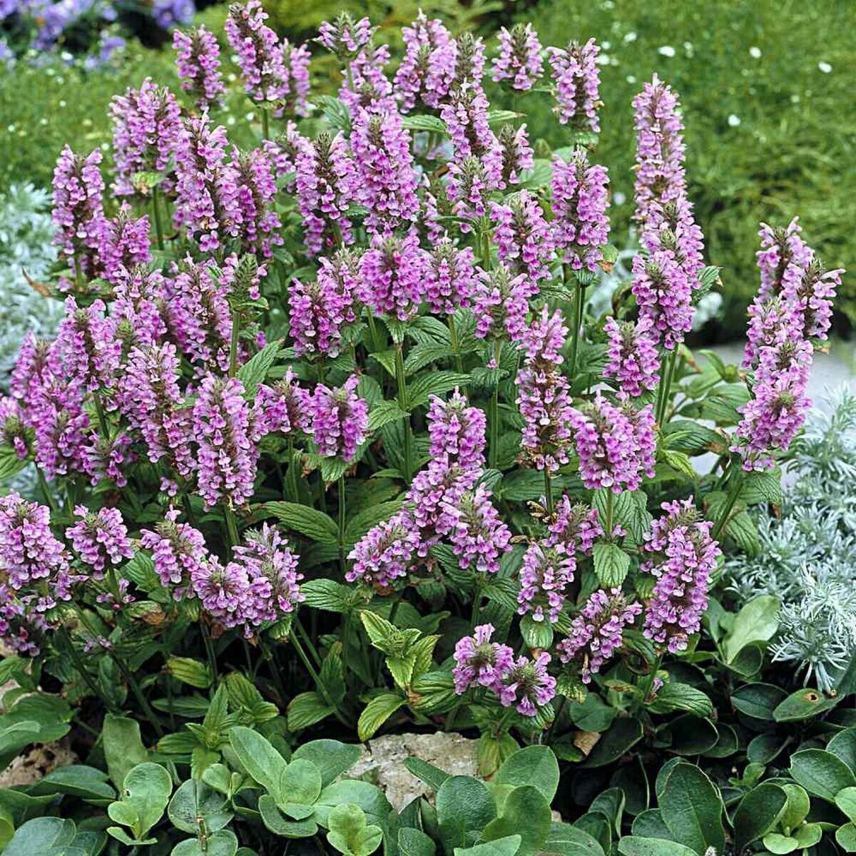 10 Seeds Catmint- Pink