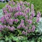 10 Seeds Catmint- Pink