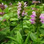 10 Seeds Catmint- Pink