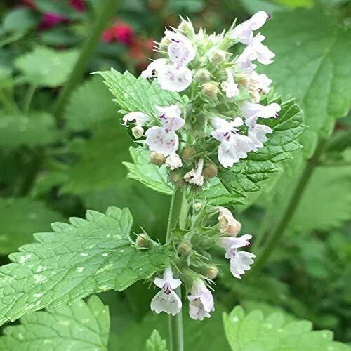 100 Seeds Catmint- Common