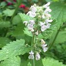 100 Seeds Catmint- Common