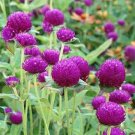 50 Seeds Gomphrena- Purple