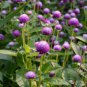 50 Seeds Gomphrena- Purple