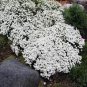 50 Seeds Candytuft- Iberis