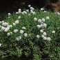 50 Seeds Candytuft- Iberis
