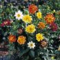 25 Seeds Dahlia - Dandy Mix