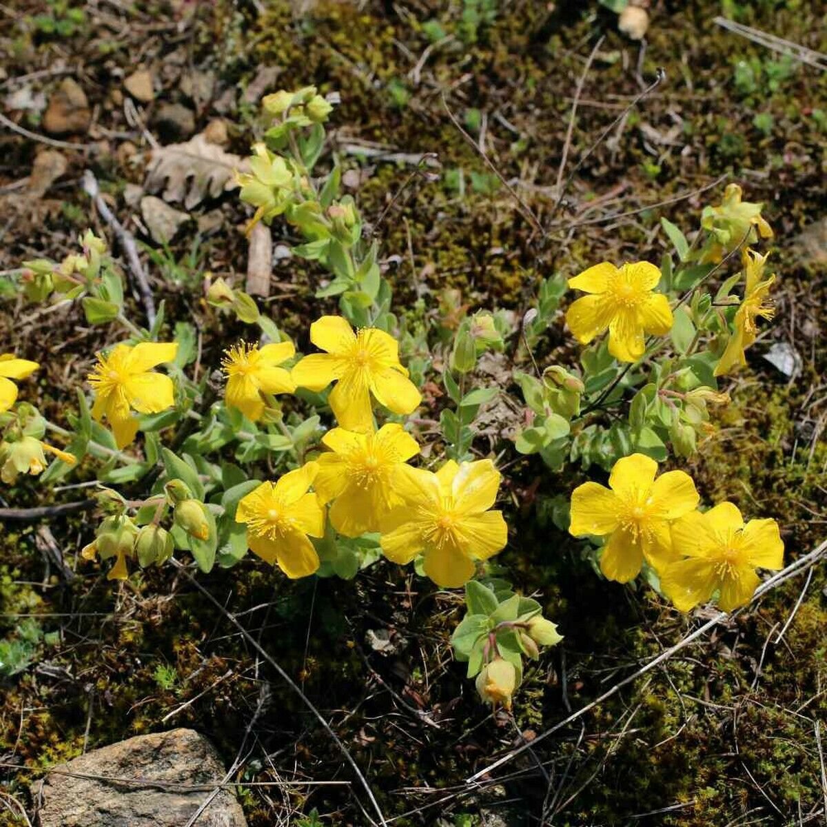 15 Seeds Hypericum-Cerastoides