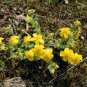 15 Seeds Hypericum-Cerastoides