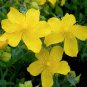 15 Seeds Hypericum-Cerastoides