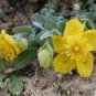 15 Seeds Hypericum-Cerastoides