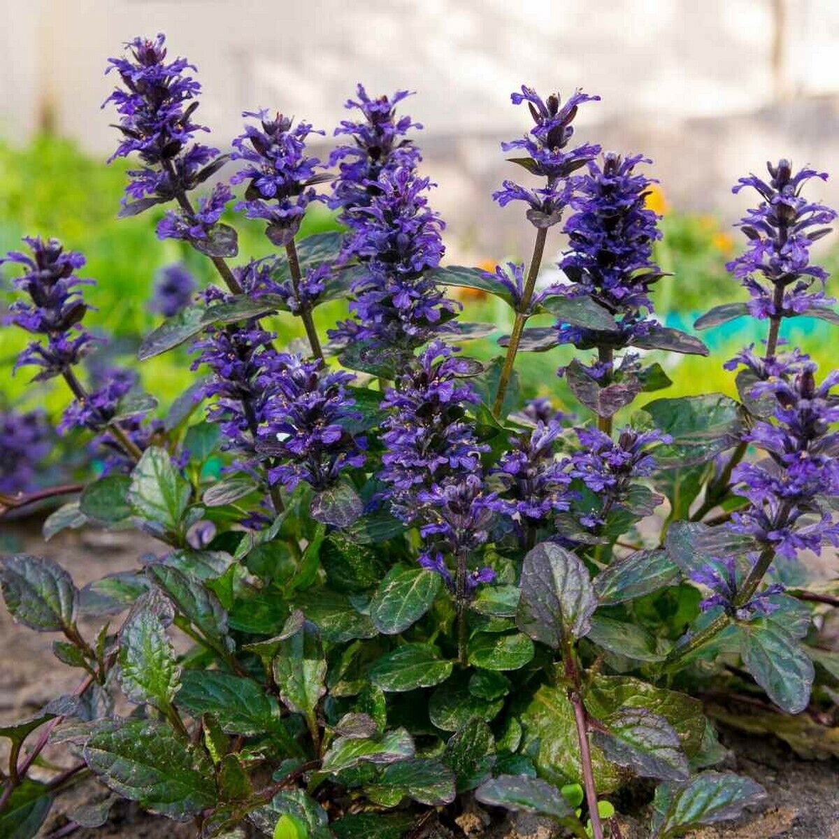 15 Seeds Ajuga- Reptans