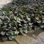15 Seeds Ajuga- Reptans