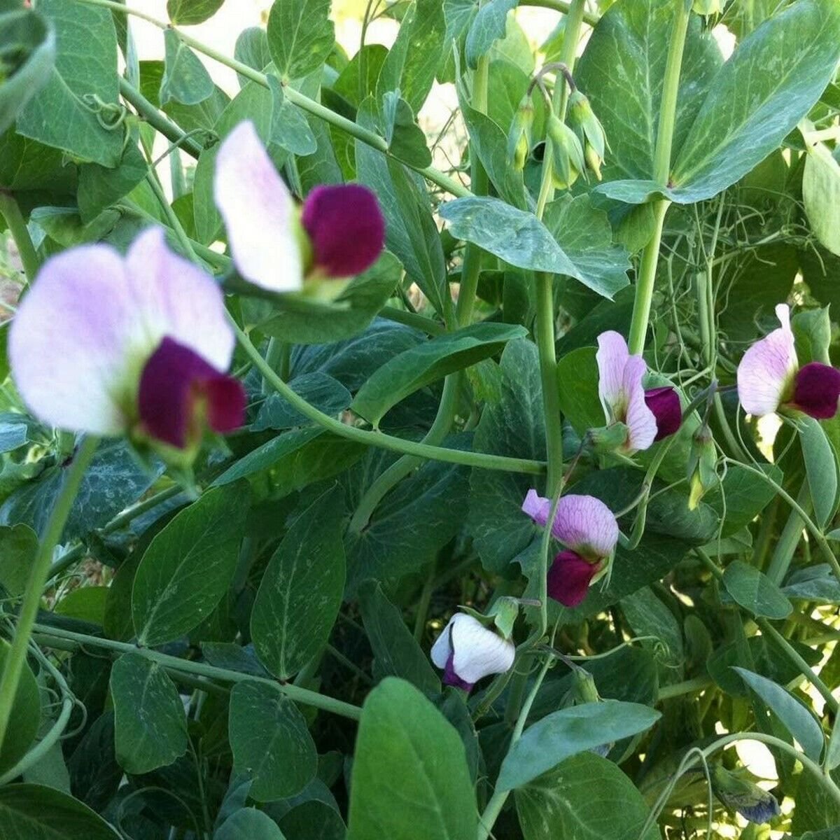 100 Seeds Austrian Winter Peas