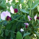 100 Seeds Austrian Winter Peas