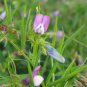 100 Seeds Austrian Winter Peas