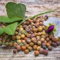 100 Seeds Austrian Winter Peas