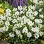 15 Seeds Prunella- Alba