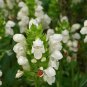 15 Seeds Prunella- Alba