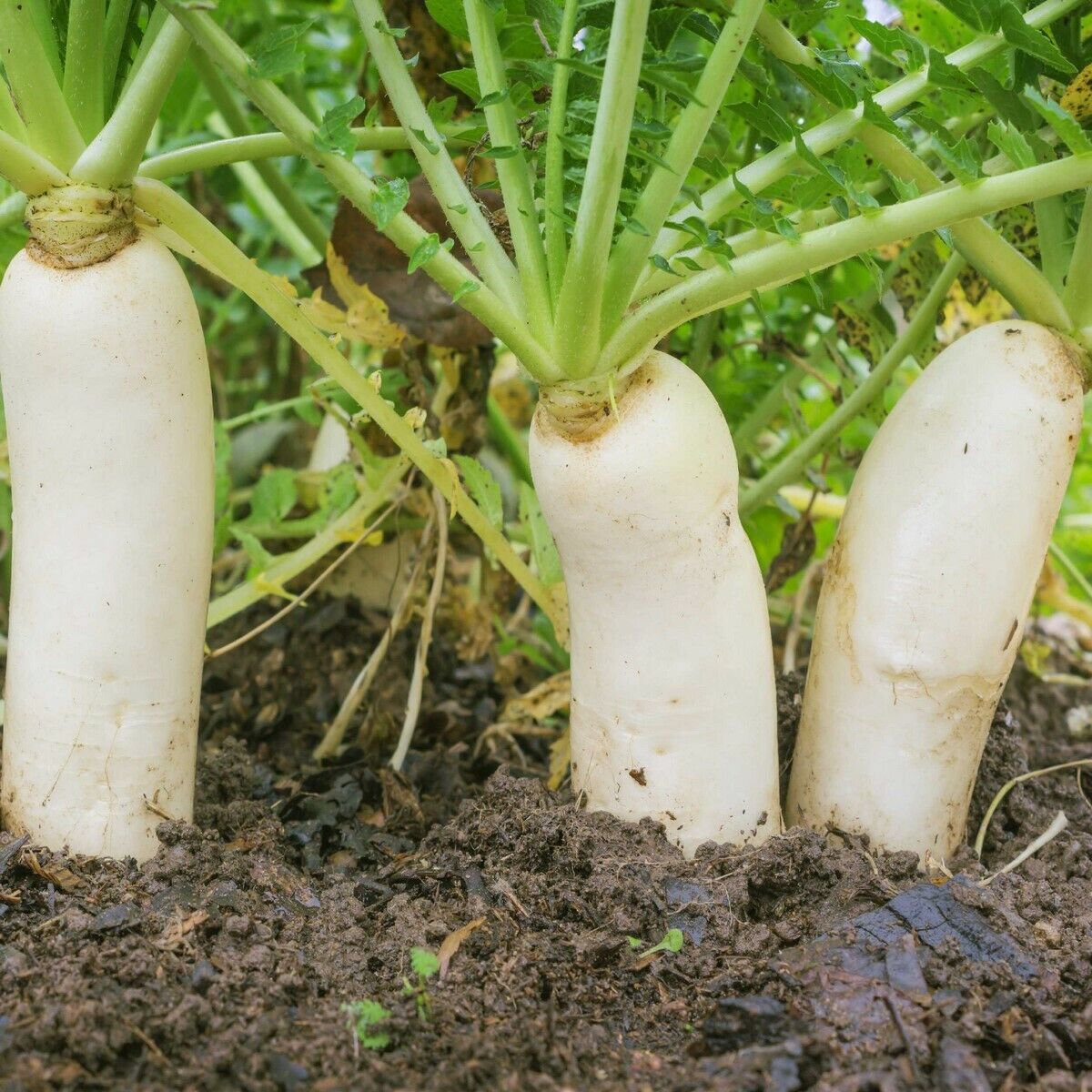 250 Seeds Daikon Radish-Fracking