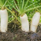 250 Seeds Daikon Radish-Fracking