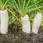 250 Seeds Daikon Radish-Fracking